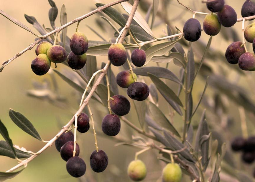 Qualità della filiera | Qualità & Servizi