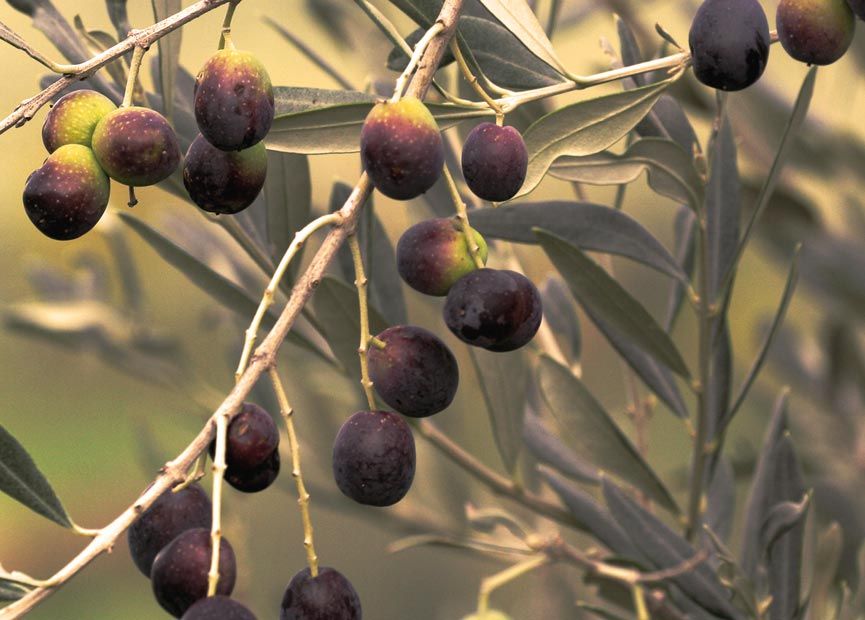 L’olio extravergine di oliva